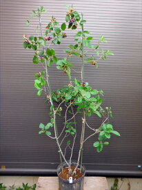 ◎ジューンベリー・株立ち 150◎お任せ株◎到着日時指定OK！