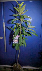 i ԉ肽I r̖ f̖؁EȂ聝o^i큦̔ԍt p cwOKI