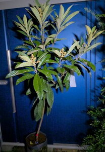 現品 花芽たくさん!◎大実 ビワの木 ◎枇杷の木・はるたより◎登録品種※個体番号付き ◎庭用 大苗※到着日時指定OK!