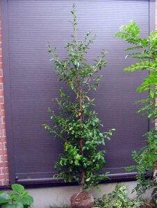 ���{����������{��E160��z���T�J�L�E�{�T�J�L����Ζ؁��{�B�l���͑��������I