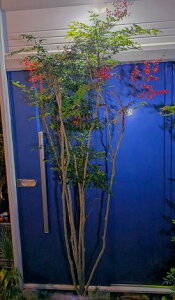 11/18Be iIԓVԃieԂȂĂ񁝒p R cwOKI