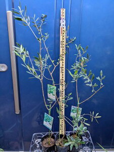 i3{Zbg9/17Be iI[u3iZbg RlCL  ~bV  bKx_ 