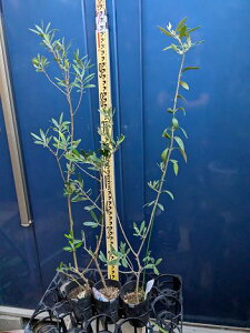 i3{Zbg9/17Be iI[u3iZbg RlCL  olA  b`[m 