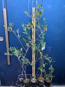 i4{Zbg9/17Be iI[u4iZbg ^WXJ  GOR  lofBuR  bJ