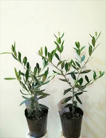 楽天市場】現品！≪庭用 ココスヤシ・シルバーリーフ！≫◎耐寒性ヤシ 
