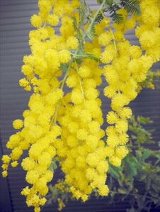 ~UAJVAMEAJVAE70tAJVA~T C c