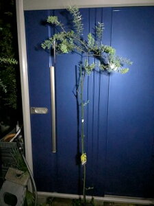 10/20撮影・現品!◎ミモザアカシア◎ギンヨウアカシア◎銀葉アカシア◎人気常緑樹