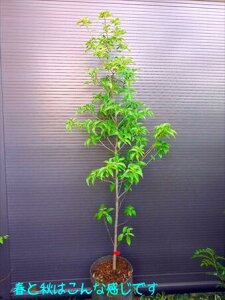 ΃}{EVzRGVXE230CEwOKI