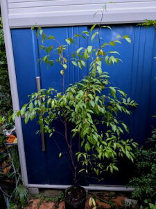 10/12Be iI΃GSmLIgLGSE󏭐lC큝wOKI