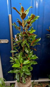 11/8Be iIPCpX c ␫ ׎R ^CT{N V{c[ LOE󏭐lCEΖ