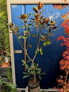 10/28Be iIgWF c ␫ ׎R ^CT{N V{c[ LOE󏭐lCEΖ