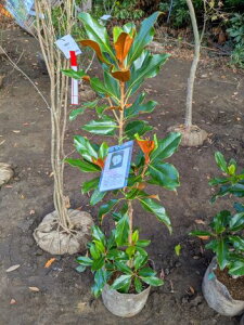 11/18Be iIPCpX c ␫ ׎R ^CT{N V{c[ LOE󏭐lCEΖ