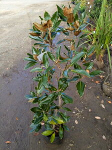 11/27Be iIgWF c ␫ ׎R ^CT{N V{c[ LOE󏭐lCEΖ