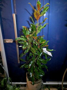 12/14�B�e ���i�I���P�C�p���X ��c ���␫ �׎R�� �^�C�T���{�N ���V���{���c���[ �L�O���E�󏭐l�C��E��Ζ�