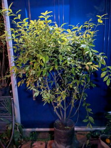 12/20�B�e ���i����΃}���~ �� �{�������I ��p��c ���^�| �܂�݁��l�C�̎��؁I�V���{���c���[