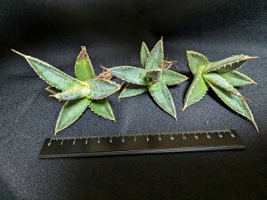 wIAKxE`^m^ Gy[ENxA[gcECTitanota empero