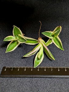 ※同時購入割引あり!◇アガベ チタノタ スナグルトゥース・ベアルート お任せ苗◇Agave Titanota Snaggle Tooth