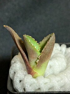 現品!◇アガベ チタノタ 大白鯊 ホホジロザメ◇ ベアルート苗◇Titanota great white shark ◇