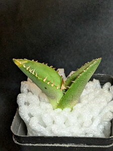 現品!◇アガベ チタノタ 大白鯊 ホホジロザメ◇ ベアルート苗◇Titanota great white shark ◇