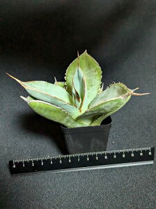 iAKxE`^m^ P xA[gcagave titanota kenhime