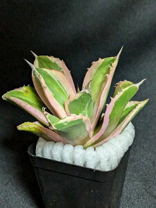 iIAKx `^m^ XiOgD[XExA[gcAgave Titanota Snaggle Tooth