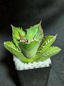 iIAKx `^m^ ҋgPgvX  xA[gcTitanota White Rhino toriceratops