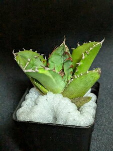 現品◇アガベ チタノタ プテラノドン 翼竜◇ベアルート苗◇titanota pteranodon◇