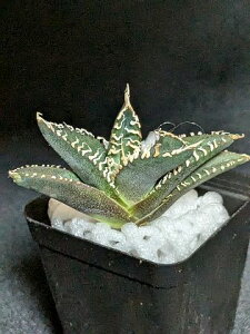 iIAKx `^m^ Ru ዾ  xA[gcTitanota Cobra 