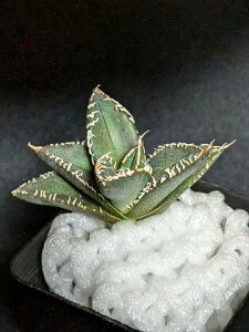 iIAKx `^m^ Ru ዾ  xA[gcTitanota Cobra 