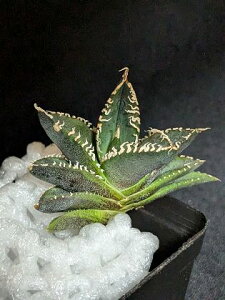 現品!◇アガベ チタノタ コブラ 眼鏡蛇 ◇ ベアルート苗◇Titanota Cobra ◇