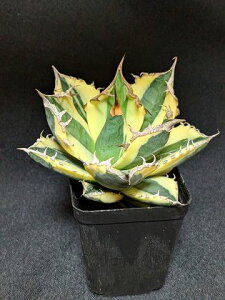 iIAKx `^m^ XiOgD[XExA[gcAgave Titanota Snaggle Tooth