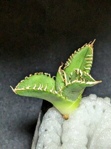 現品◇アガベ チタノタ 白豪刺(白毫刺)・ベアルート苗◇Agave Titanota byakugoushi◇