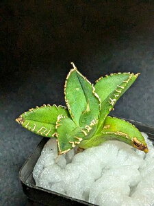 iAKx `^m^@hi|hjExA[gcAgave Titanota byakugoushi