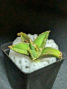 iAKx `^m^@hi|hjExA[gcAgave Titanota byakugoushi