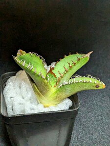 iAKx `^m^ nEExA[gcAgave Titanota 