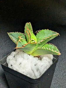 現品◇アガベ チタノタ 星空・ベアルート苗◇Agave titanota starry sky◇