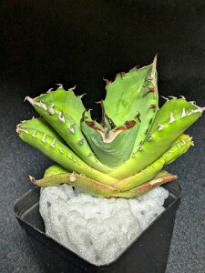 現品◇アガベ チタノタ プテラノドン 翼竜◇ベアルート苗◇titanota pteranodon◇