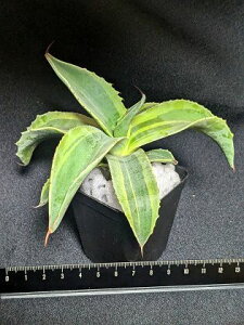 iAKxEIoeBtHA IJxA[gcovatifolia variegated 'ORCA'