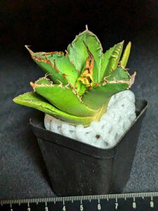 現品!◇アガベ チタノタ 金ライオン◇ ベアルート苗◇Titanota goldenlion◇