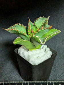 iIAKx `^m^ ҋ VTC xA[gcTitanota White Rhino 