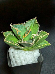 iIAKx `^m^  xA[gcTitanota Hakubi