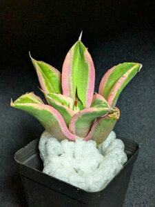 iIAKx `^m^ XiOgD[XExA[gcAgave Titanota Snaggle Tooth