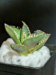 iIAKx `^m^ Ru ዾ  xA[gcTitanota Cobra 