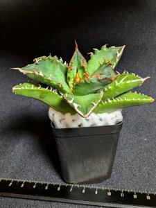 現品◇アガベ チタノタ 閃霊・ベアルート苗◇Agave titanota Senrei◇