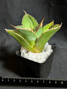 iAKxE`^m^ ΗH O[S[XgAgave titanota Green Ghost