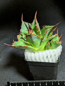 iAKxE`^m^ nfX ڎzxA[gctitanota Hades