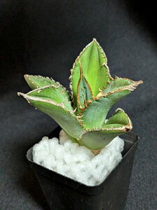iAKxE`^m^ ΗH O[S[XgAgave titanota Green Ghost
