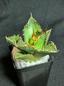 現品!◇アガベ チタノタ 金ライオン◇ ベアルート苗◇Titanota goldenlion◇