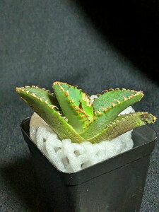 iAKx `^m^ VExA[gcAgave titanota 'star]studded'