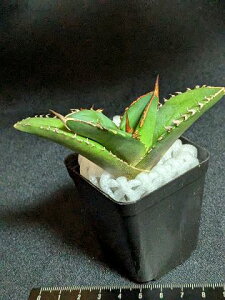 現品!◇アガベ チタノタ レッドデビル◇ ベアルート苗◇Titanota Reddevil◇